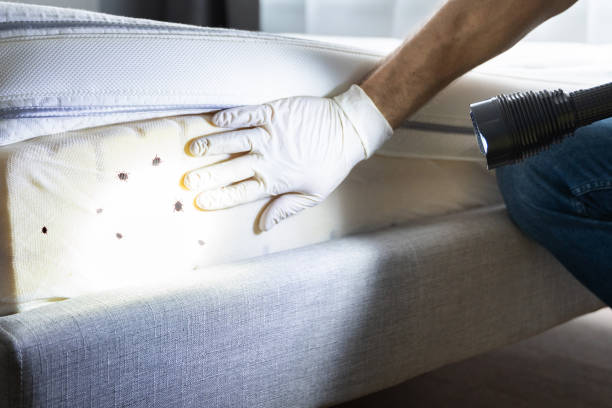 Best Flea Control Services  in Brewster, NY