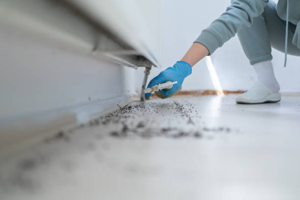 Best Termite Control Services  in Brewster, NY